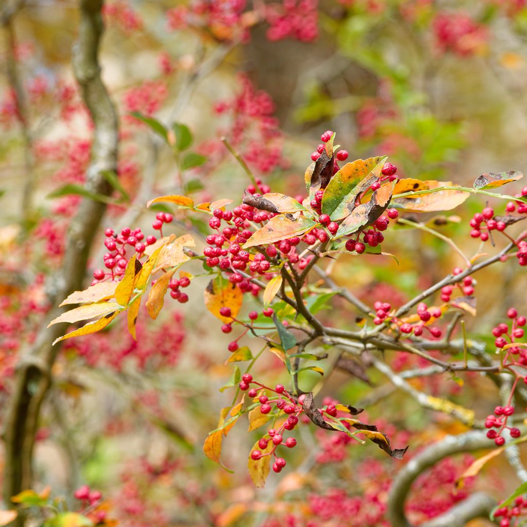 Zanthoxylum simulans