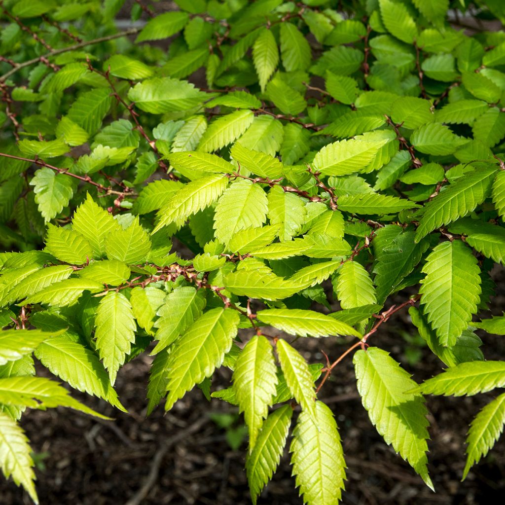 Zelkova serrata Goblin