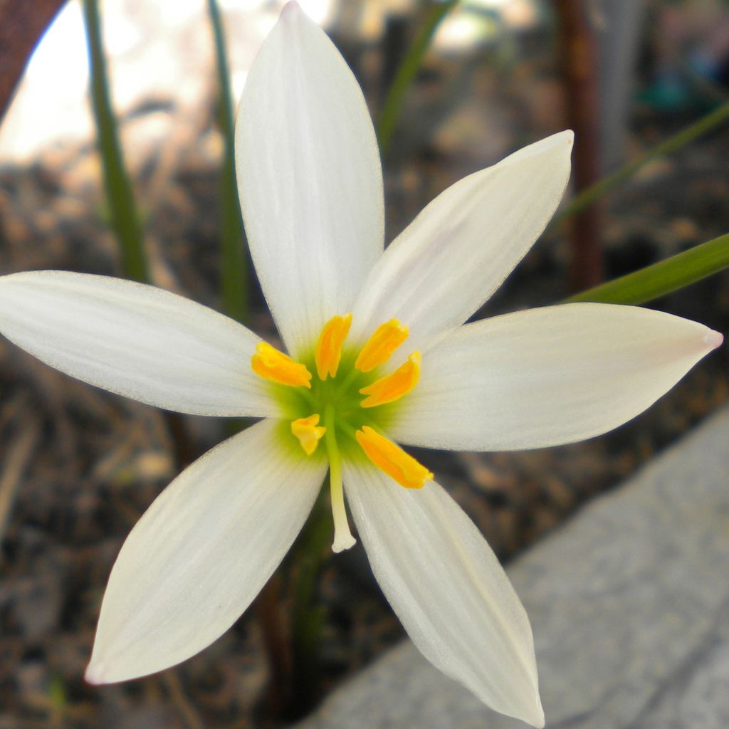 Zephyranthes candida