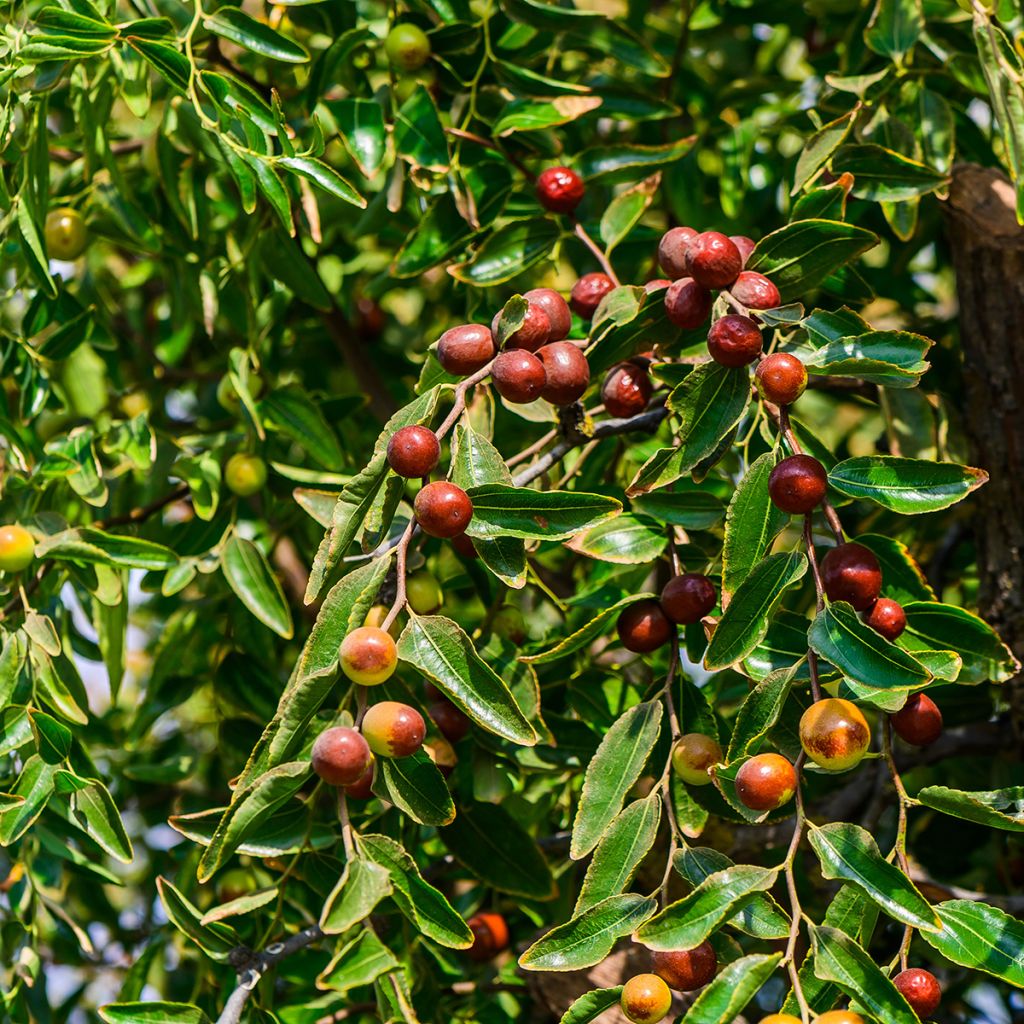 Ziziphus jujuba Abundance