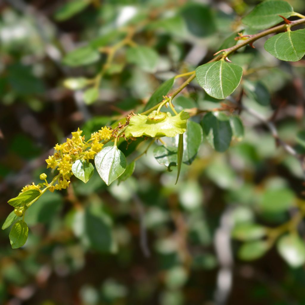 Ziziphus spina-christi - Christ's thorn jujube