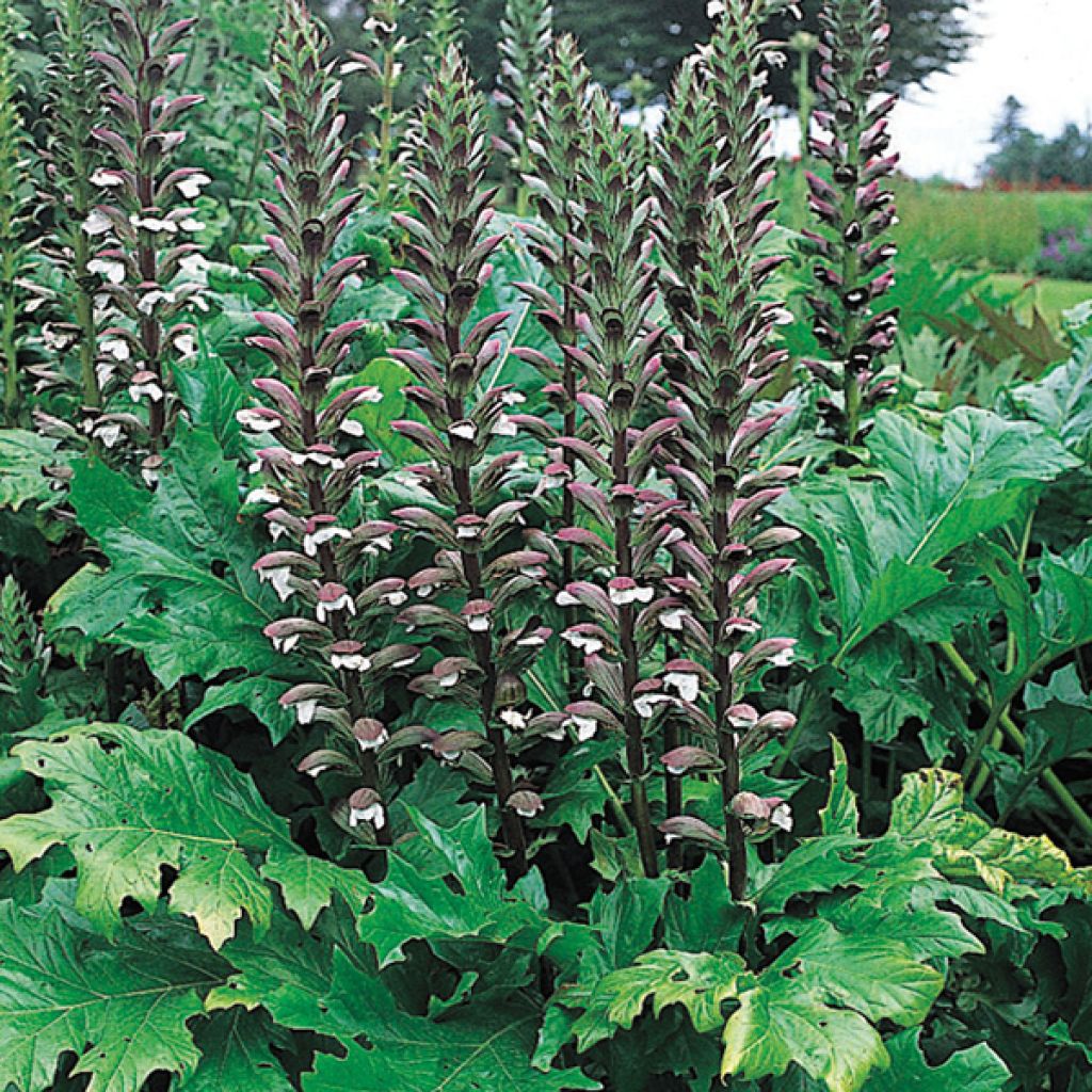 Acanthus mollis - Bear's Breech