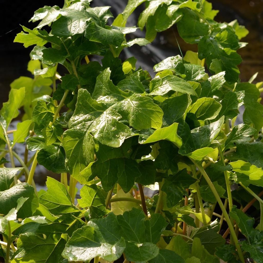 Acanthus mollis - Bear's Breech