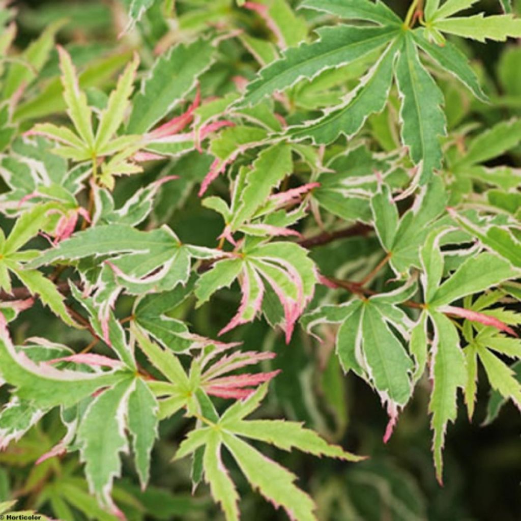 Acer palmatum Butterfly - Japanese Maple