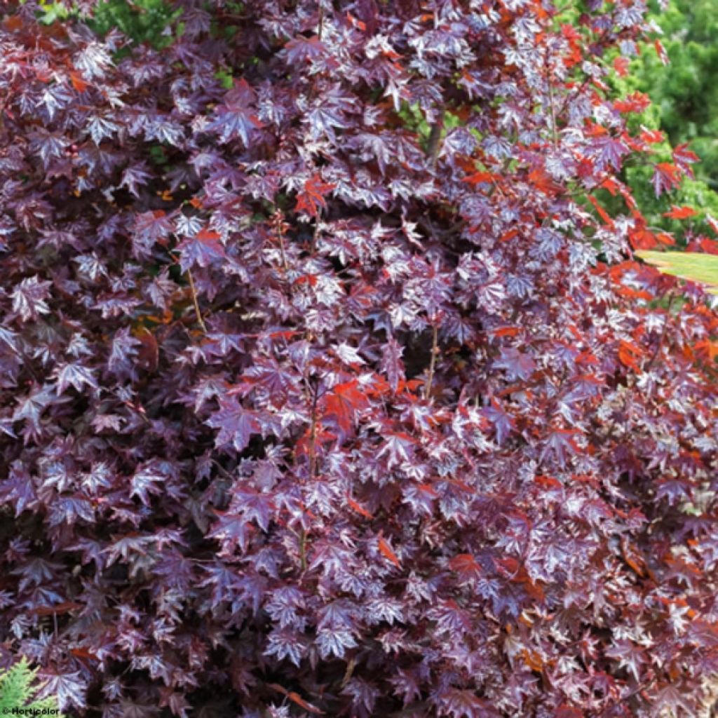 Acer platanoides Crimson King - Maple