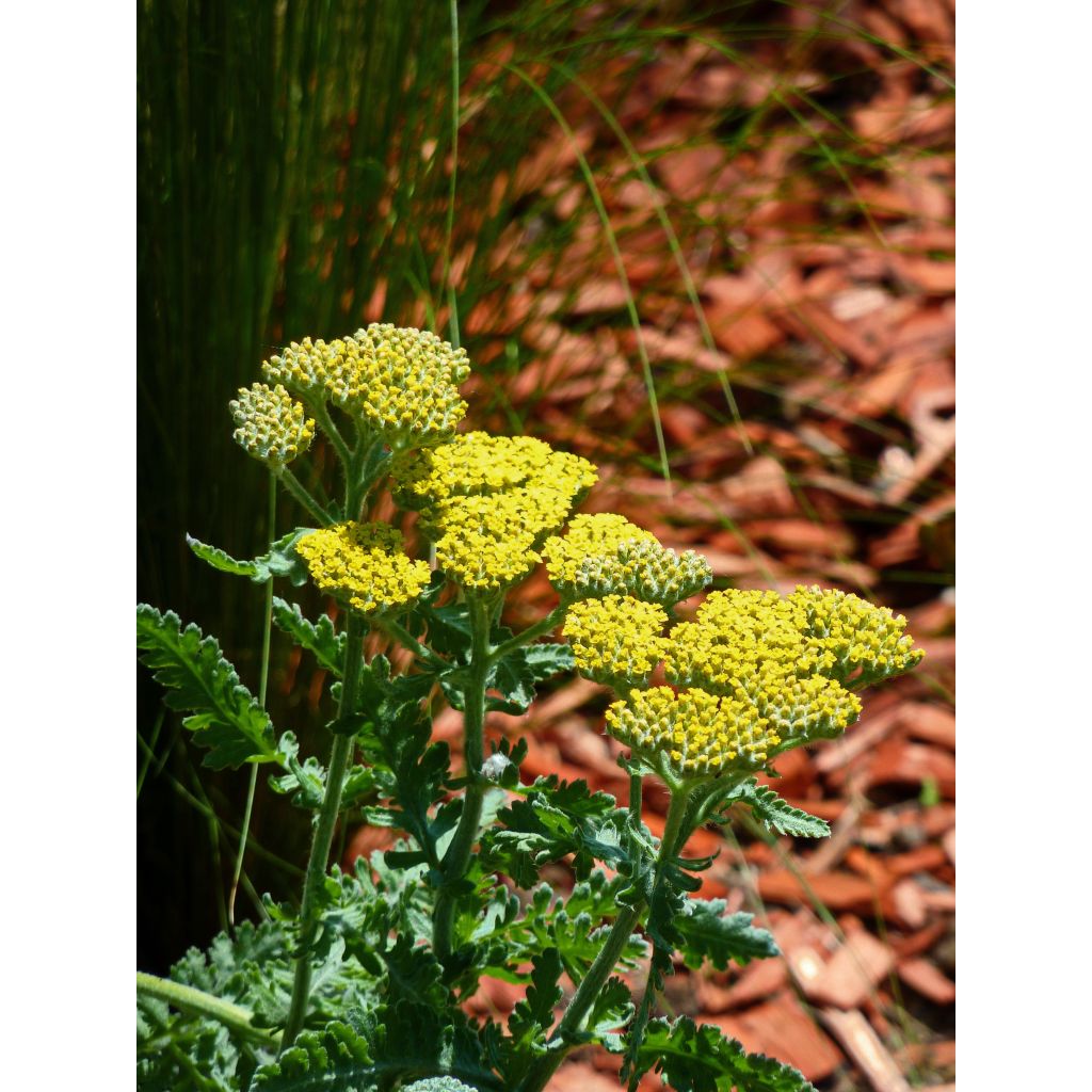 Achillea clypeolata Little Moonshine