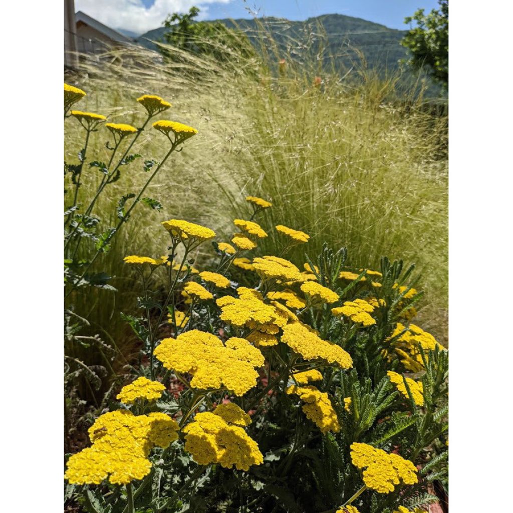 Achillea clypeolata Little Moonshine