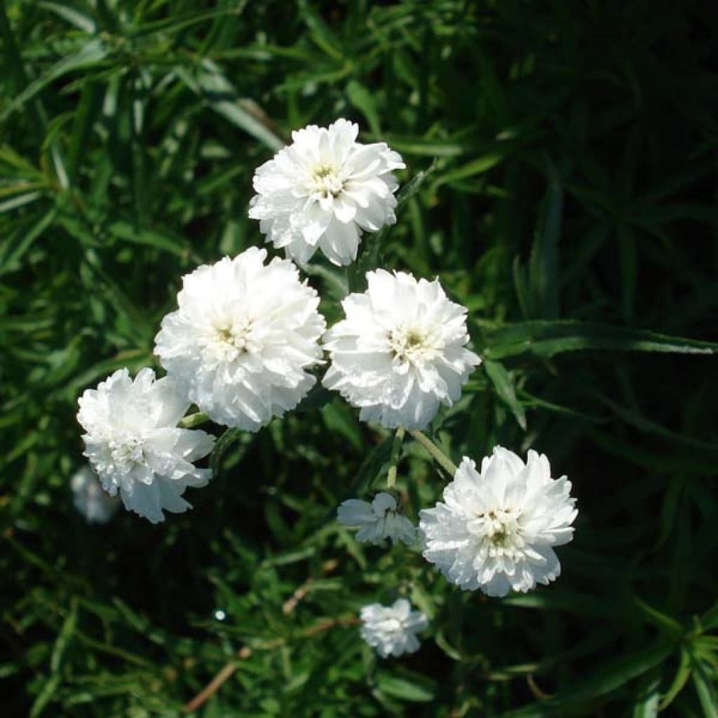 Achillea ptarmica Perrys White