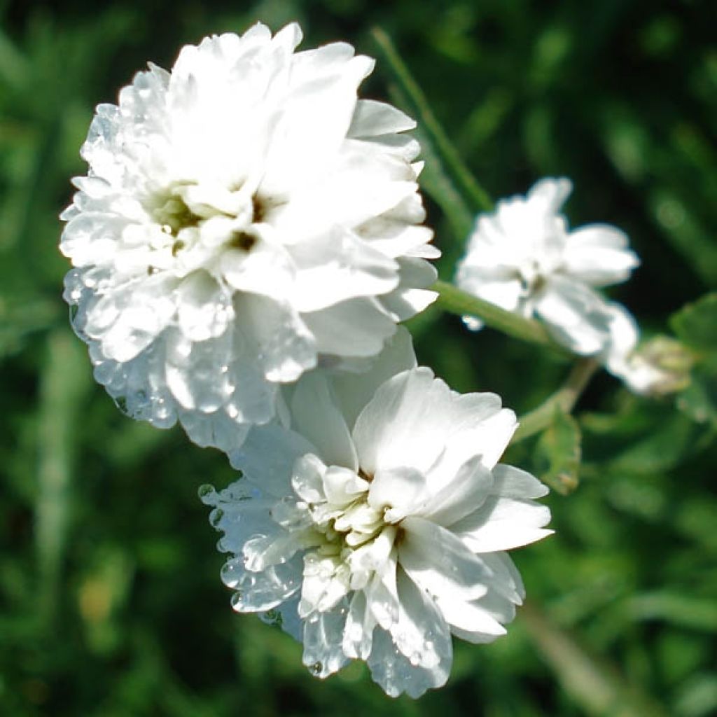 Achillea ptarmica Perrys White