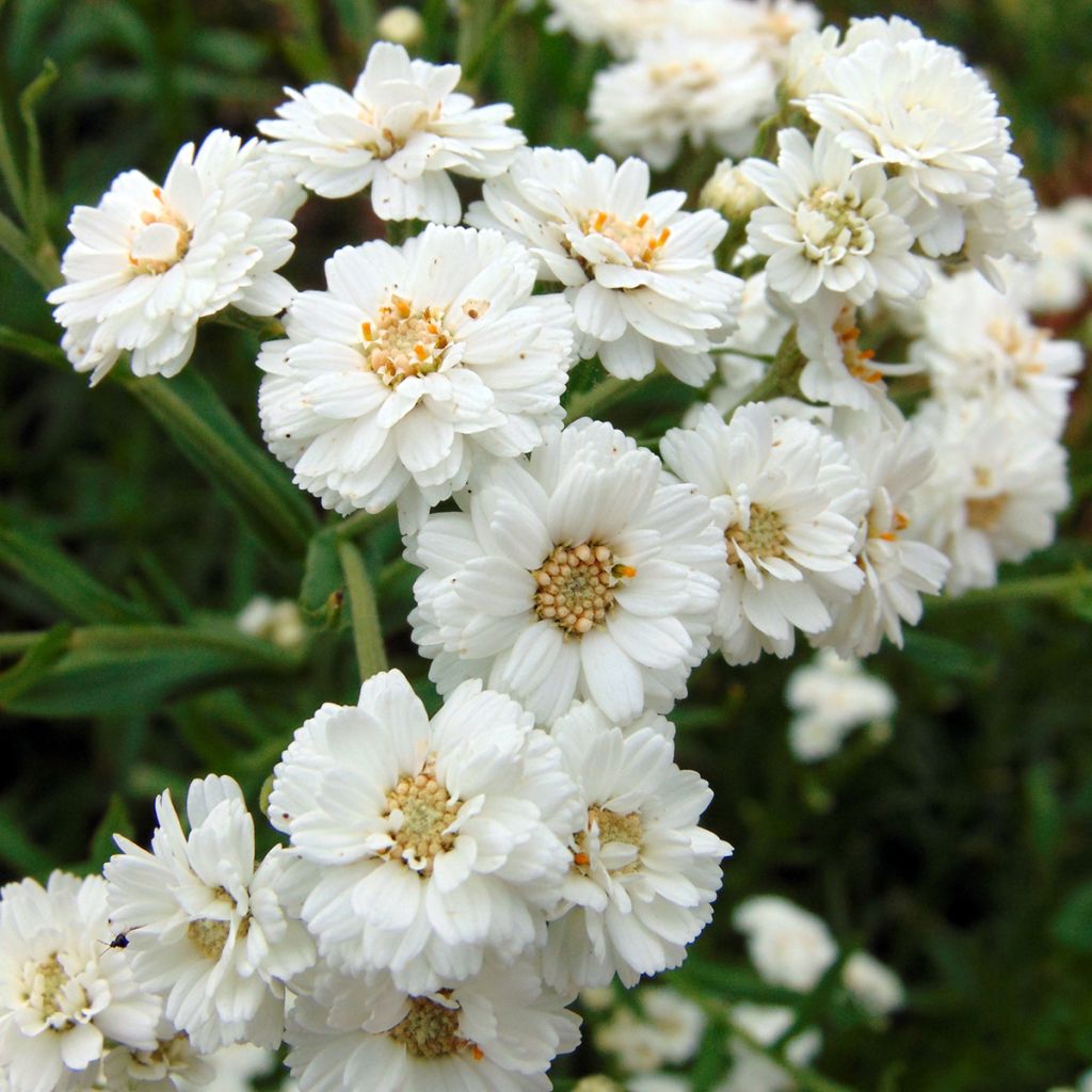 Achillea ptarmica The Pearl