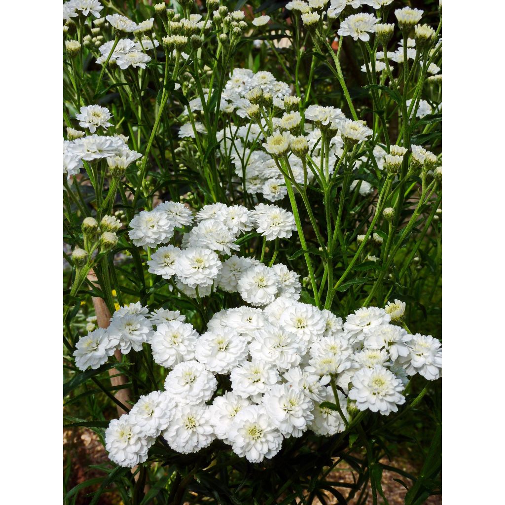 Achillea ptarmica Perrys White