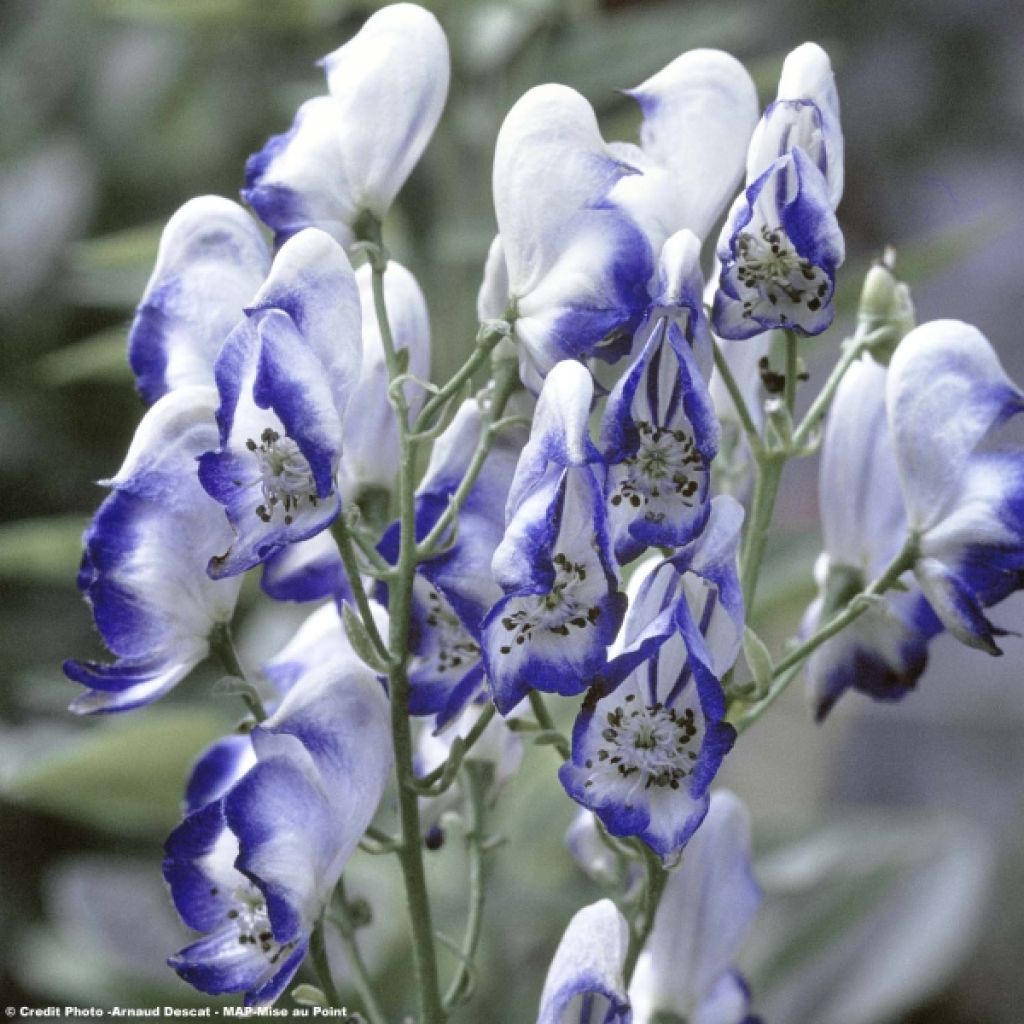 Aconitum cammarum Bicolor