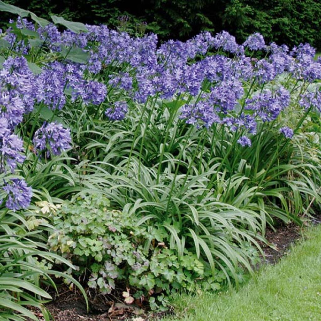 Agapanthus Purple Cloud