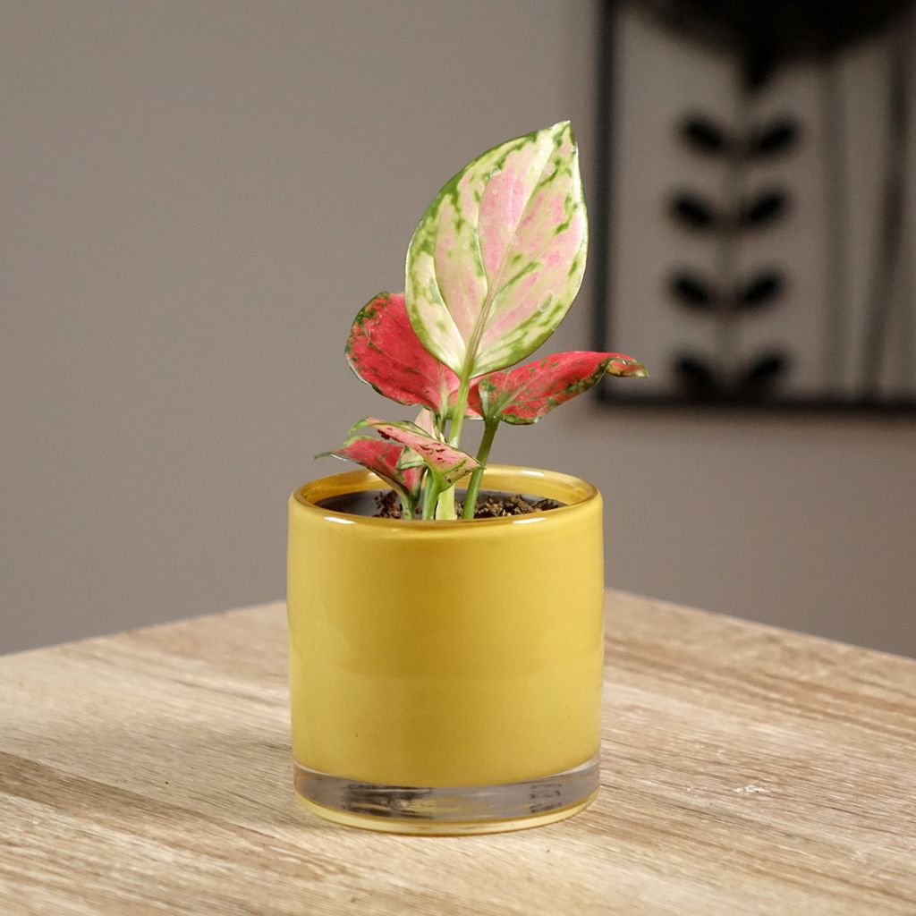 Aglaonema Rich Red - Chinese evergreen