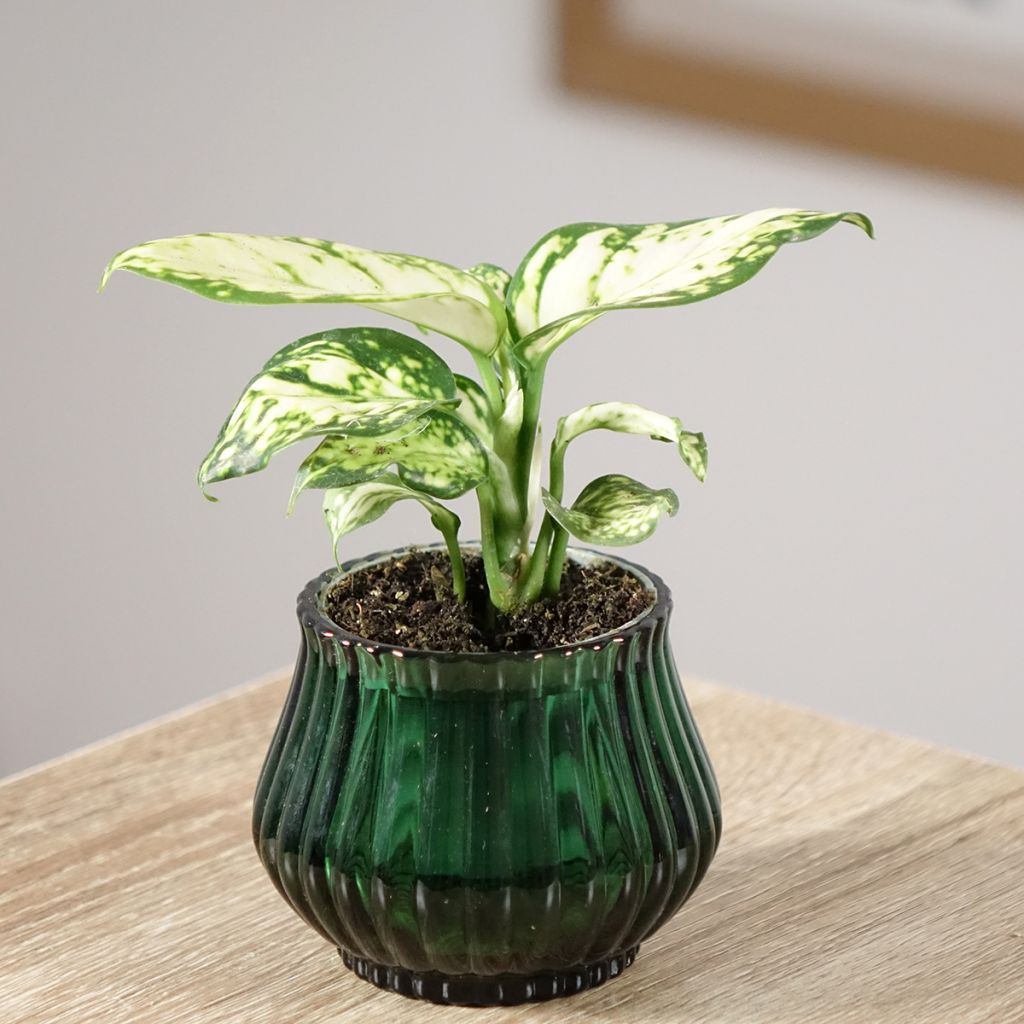 Aglaonema commutatum Snowflake - Chinese evergreen