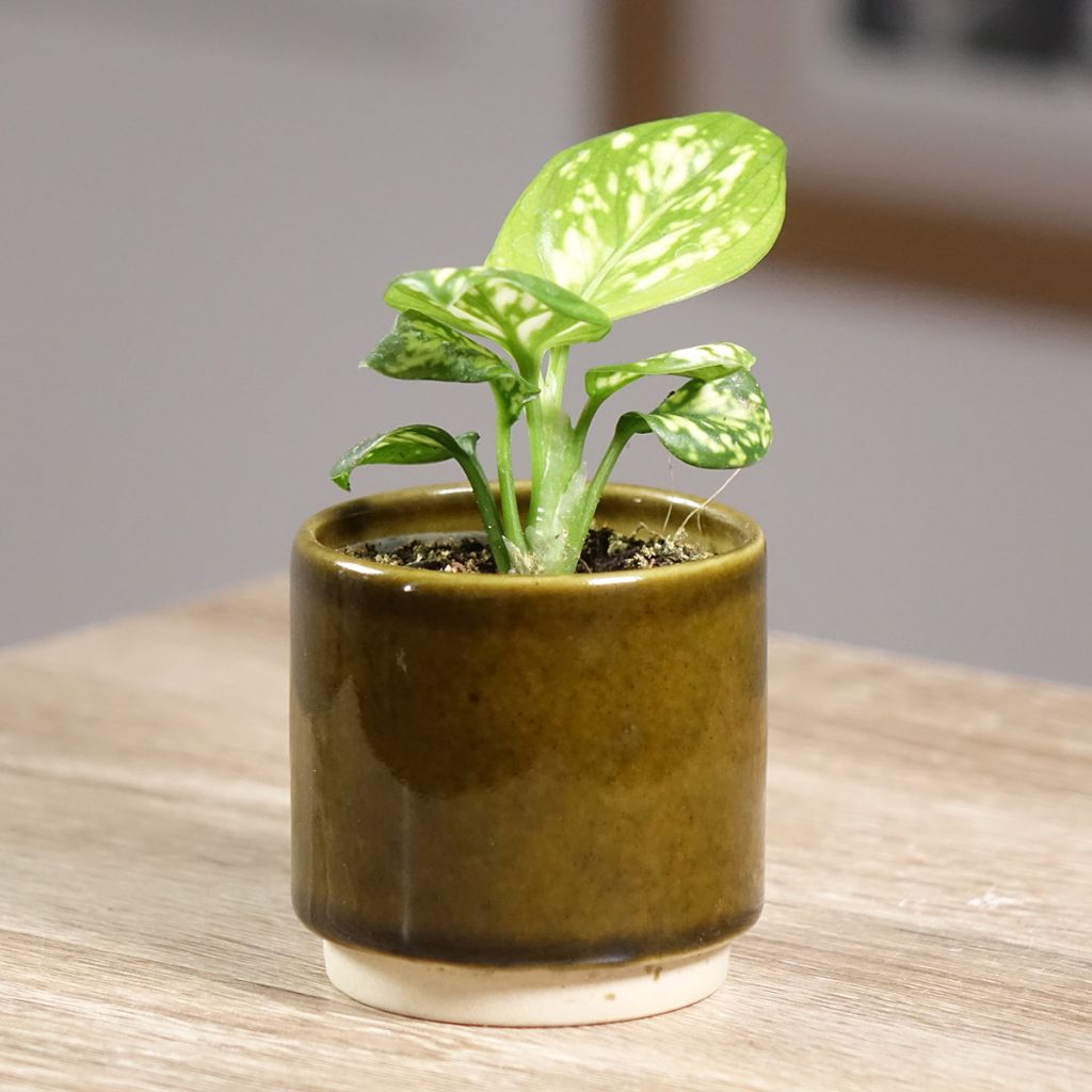 Aglaonema commutatum 'Variegata Pearls' - Aglaonème Variegata Pearls