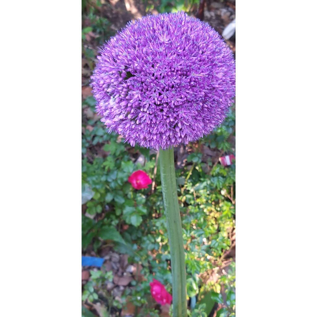 Allium Ambassador