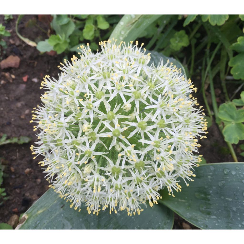 Allium karataviense - Turkish Onion, Kara Tau Garlic