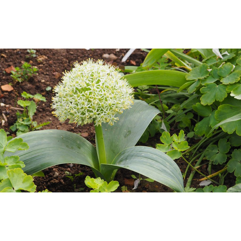 Allium karataviense - Turkish Onion, Kara Tau Garlic