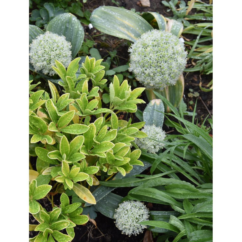 Allium karataviense - Turkish Onion, Kara Tau Garlic