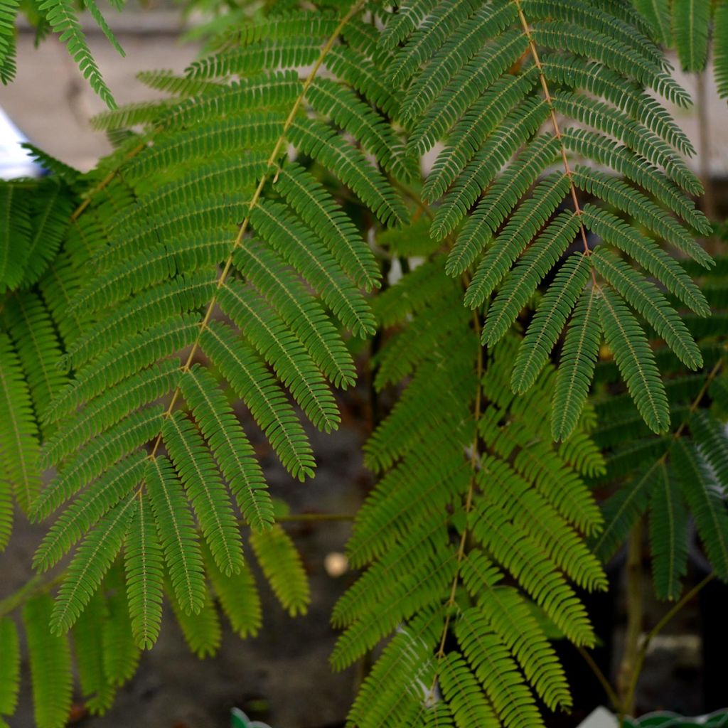 Albizia julibrissin Ombrella