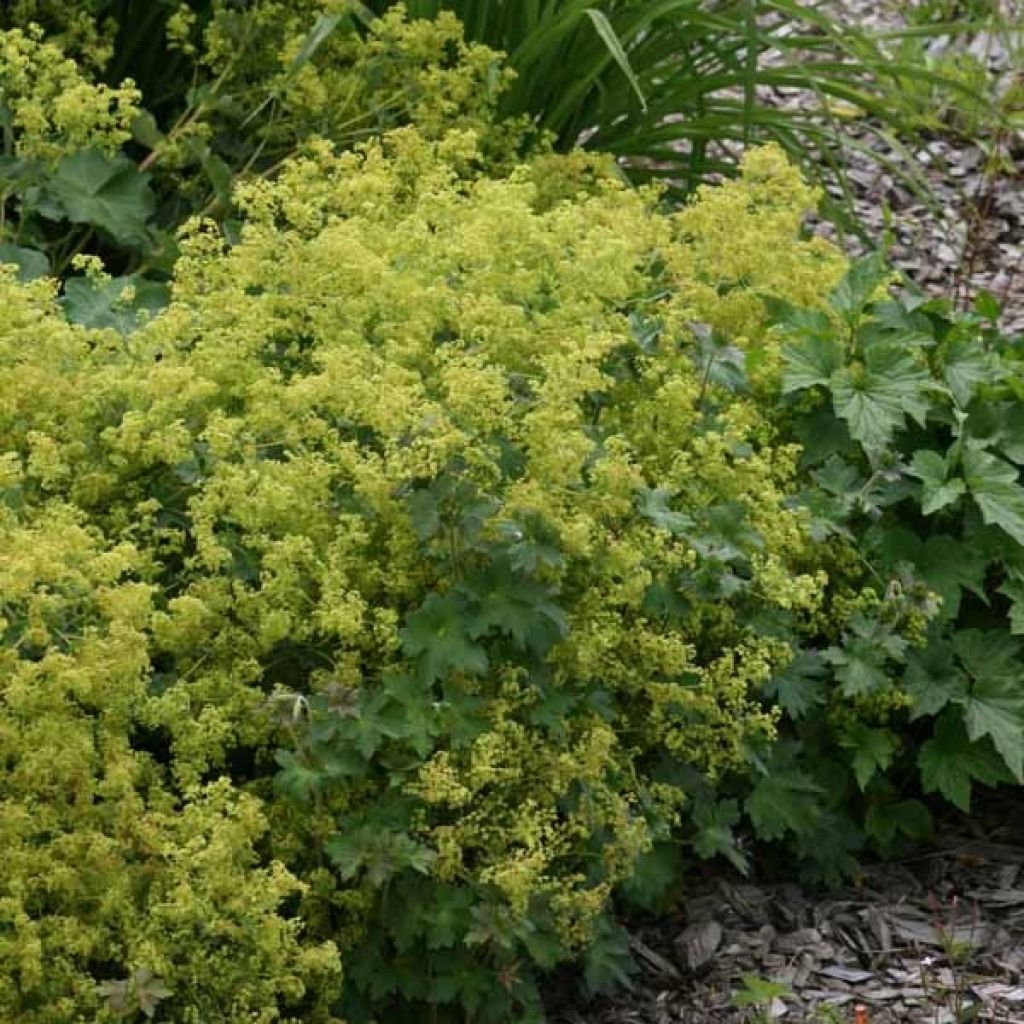 Alchemilla mollis 