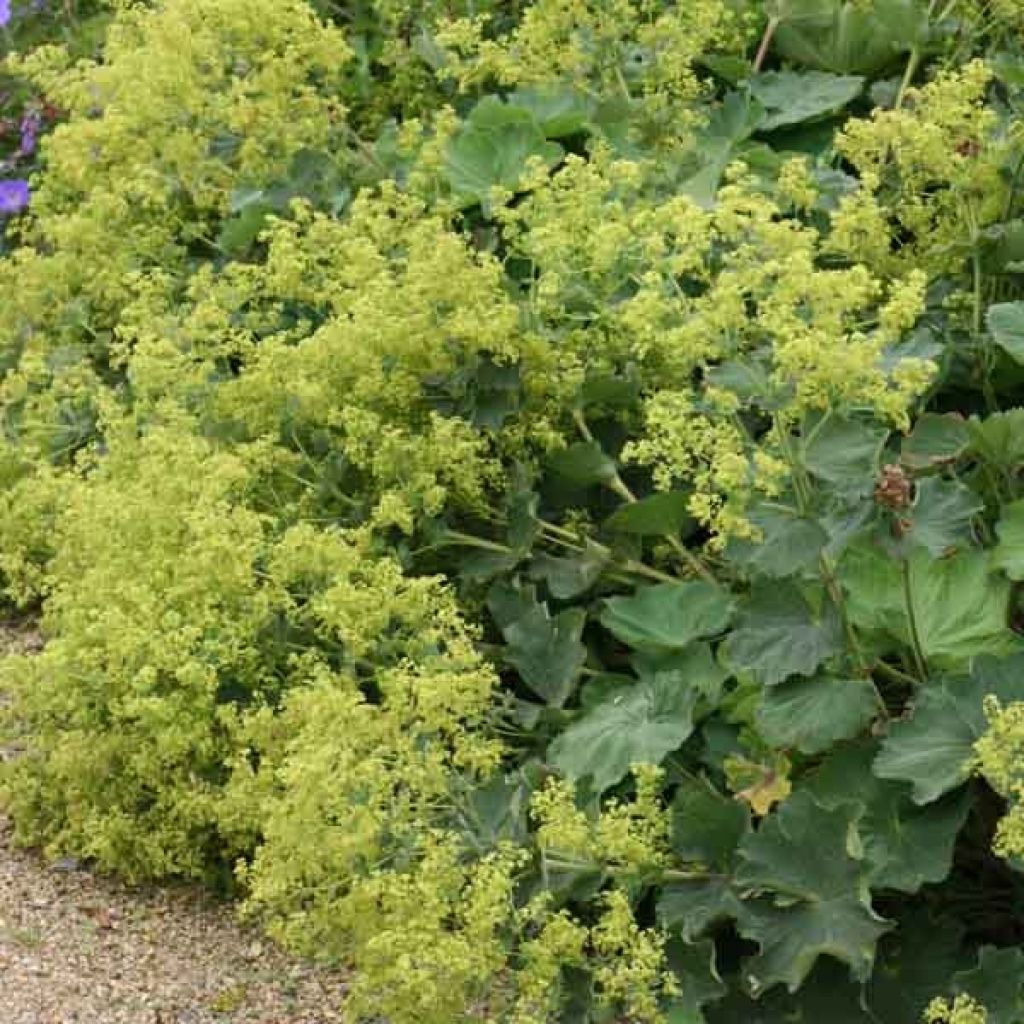 Alchemilla mollis 