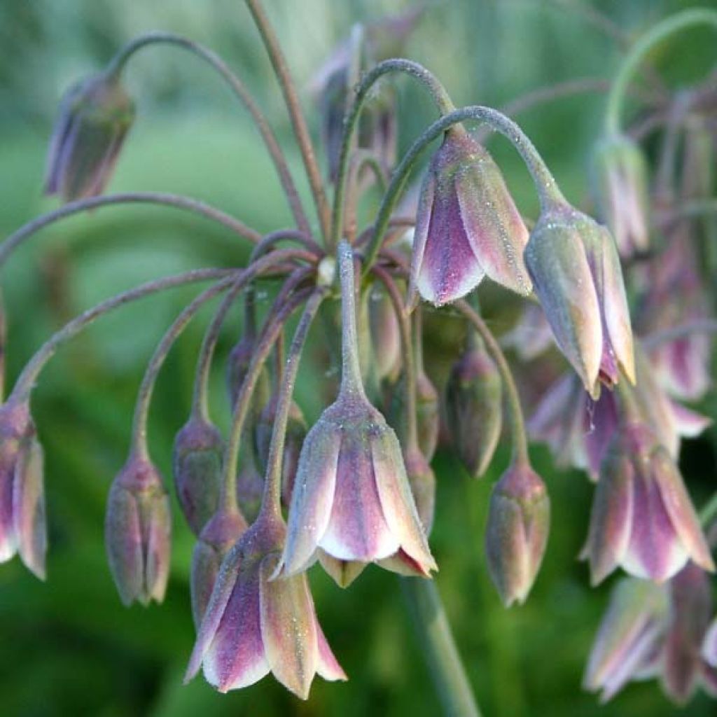 Allium nectaroscordum