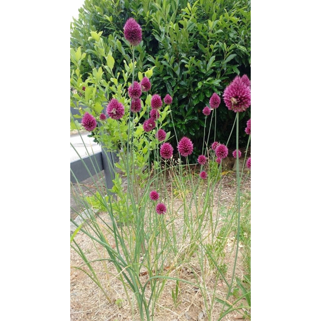 Allium sphaerocephalon