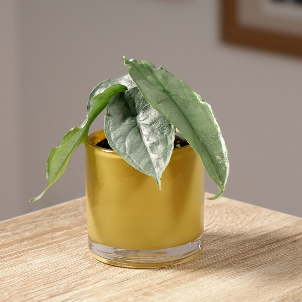 Alocasia heterophylla - Elephant's ears plant