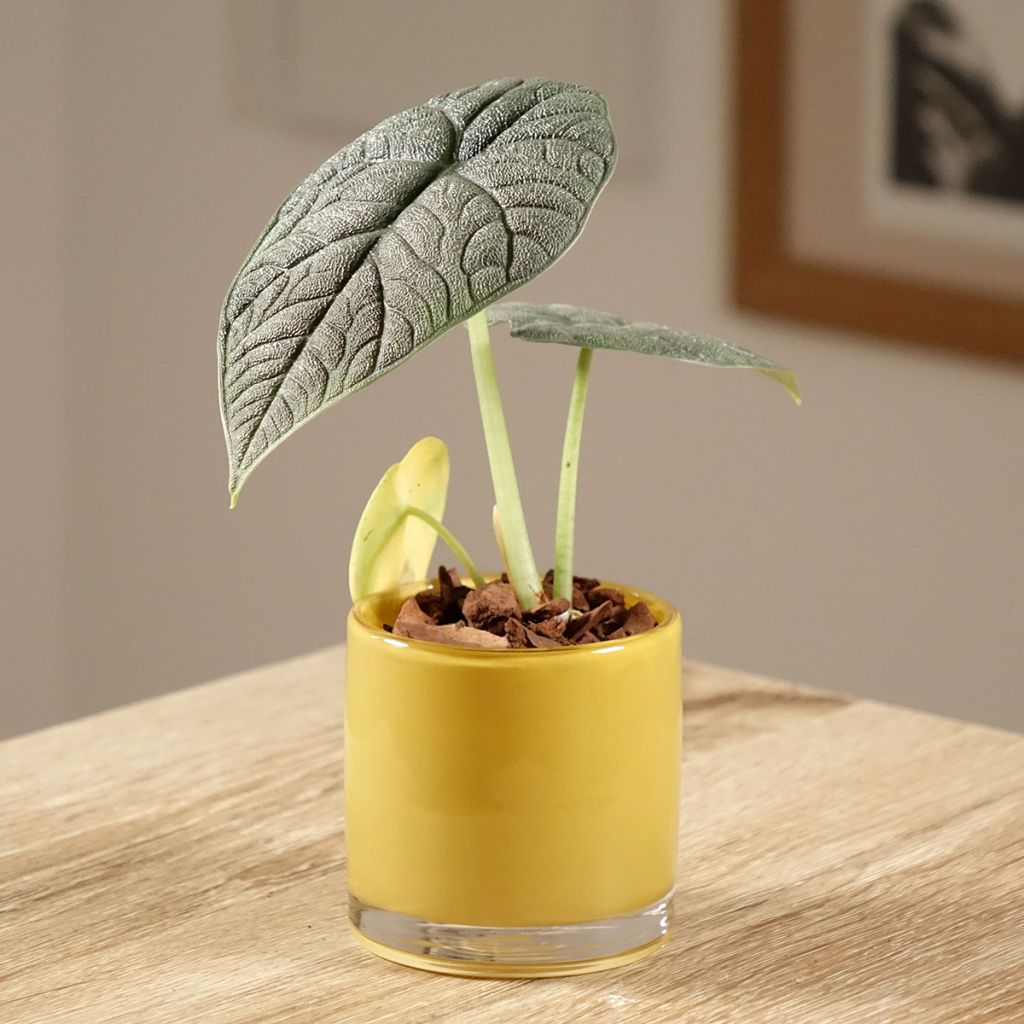 Alocasia melo - Elephant's ear