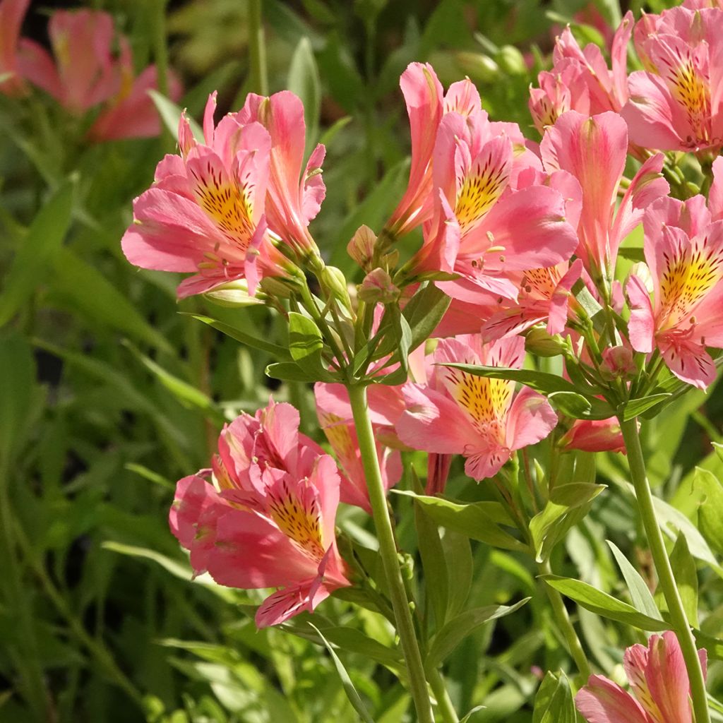 Alstroemeria Duc d'Anjou Pierre