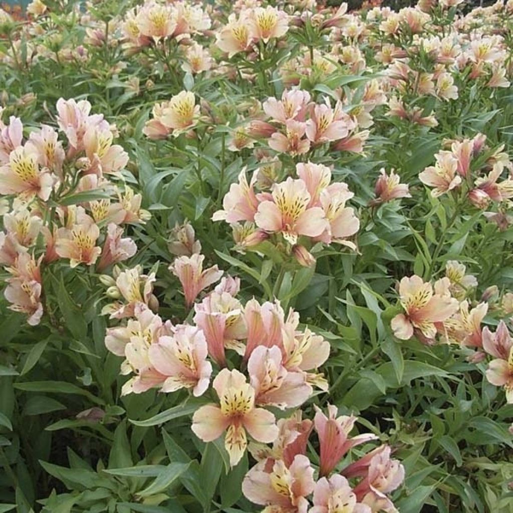 Alstroemeria Inca Ice