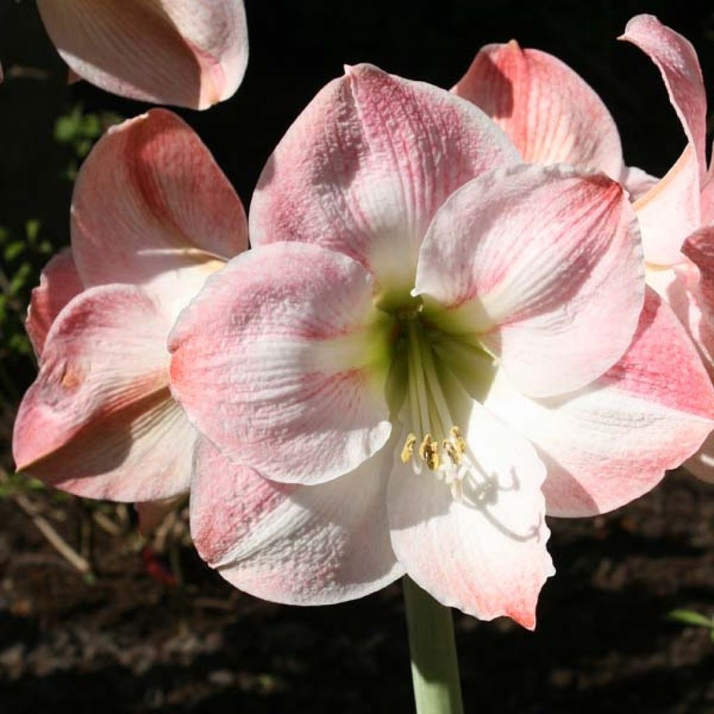 Hippeastrum Apple Blossom - Amaryllis