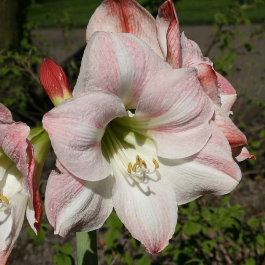 Hippeastrum Apple Blossom - Amaryllis