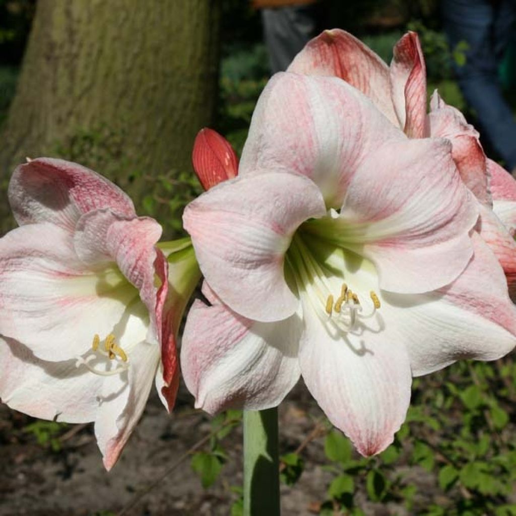 Hippeastrum Apple Blossom - Amaryllis