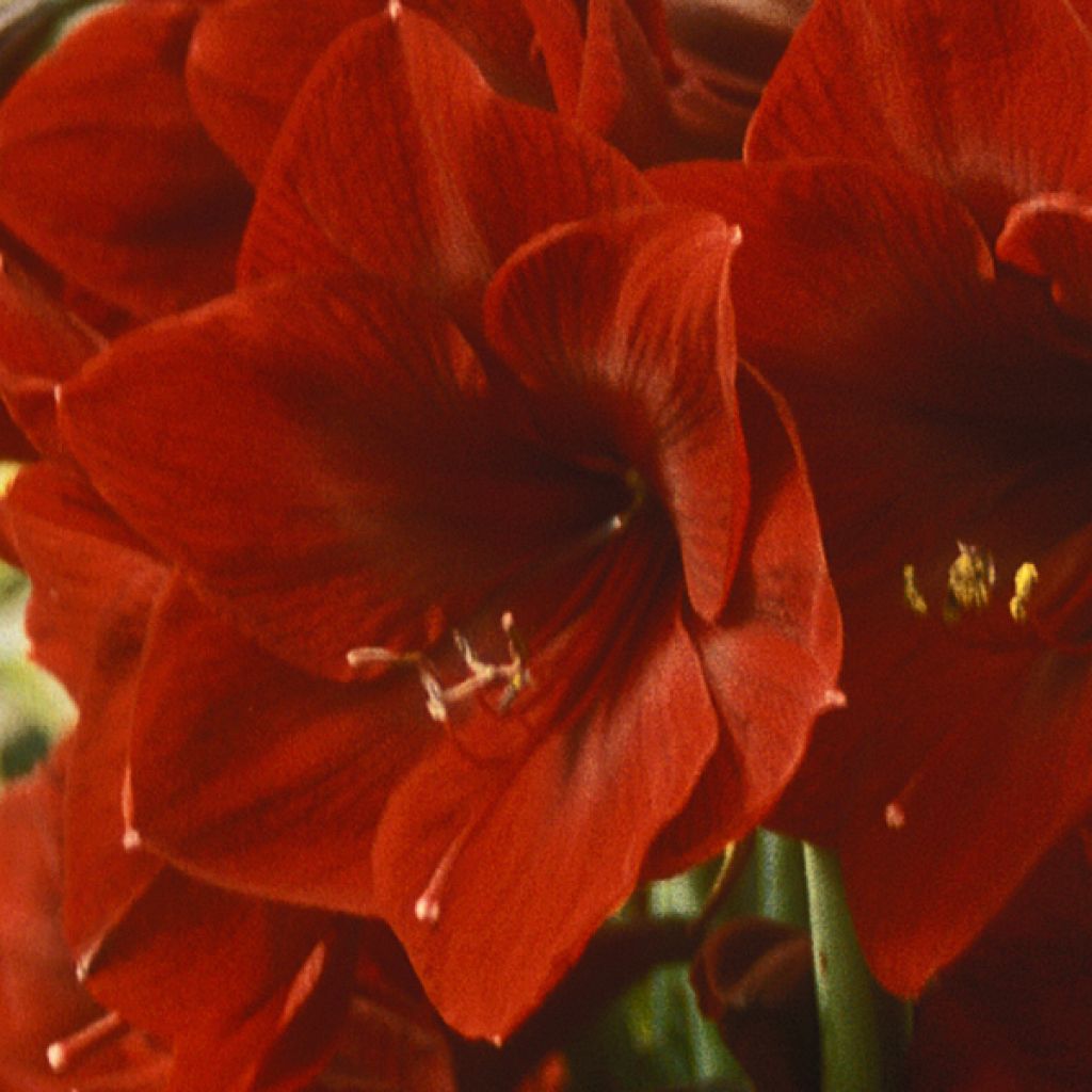 Hippeastrum Benfica