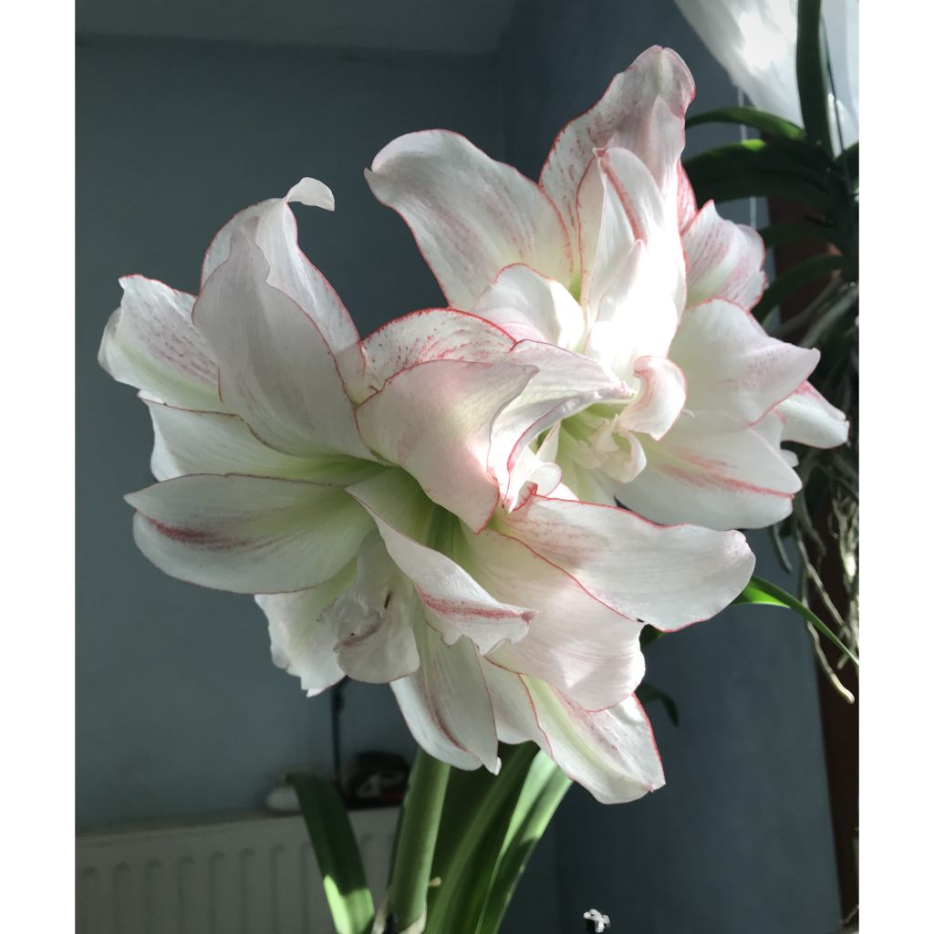 Hippeastrum Double Aphrodite - Amaryllis