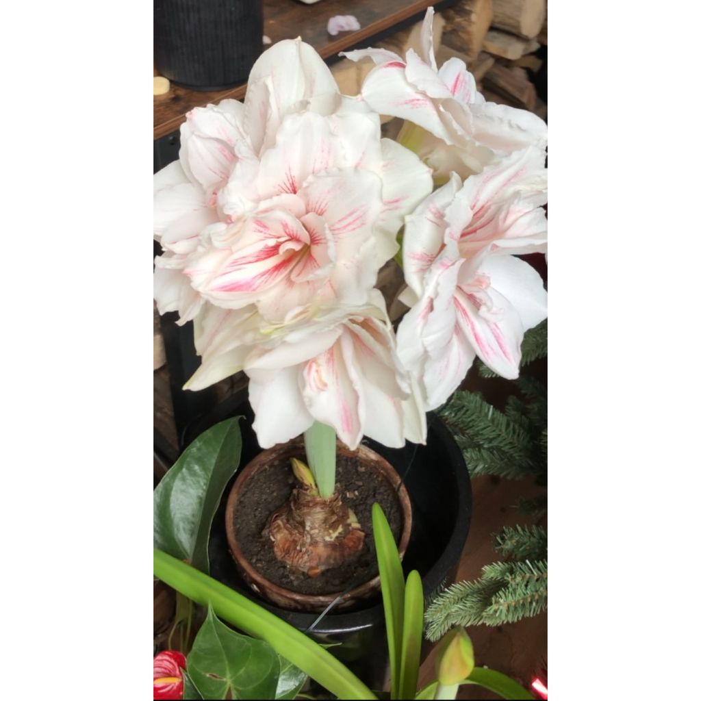 Hippeastrum Aquaro - Amaryllis