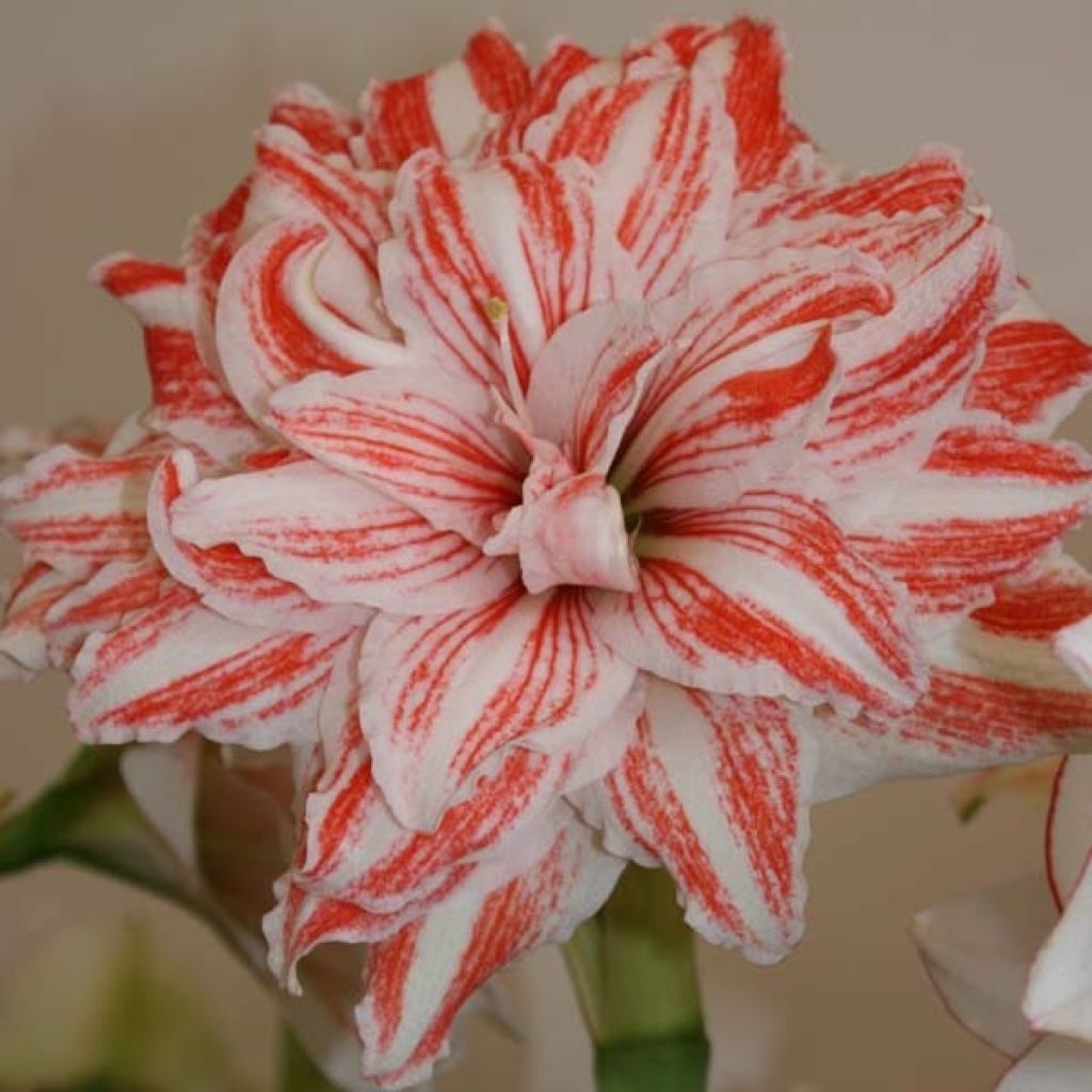 Hippeastrum Dancing Queen - Amaryllis