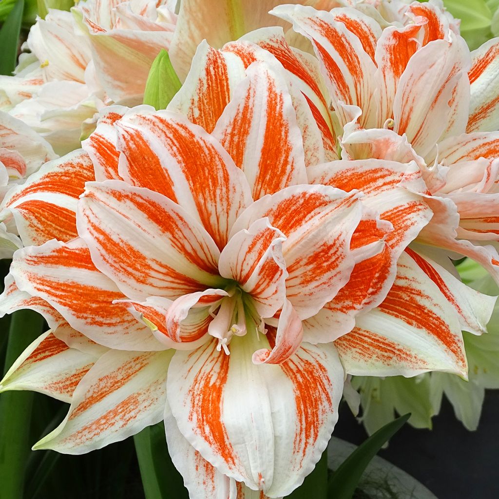 Hippeastrum Dancing Queen - Amaryllis