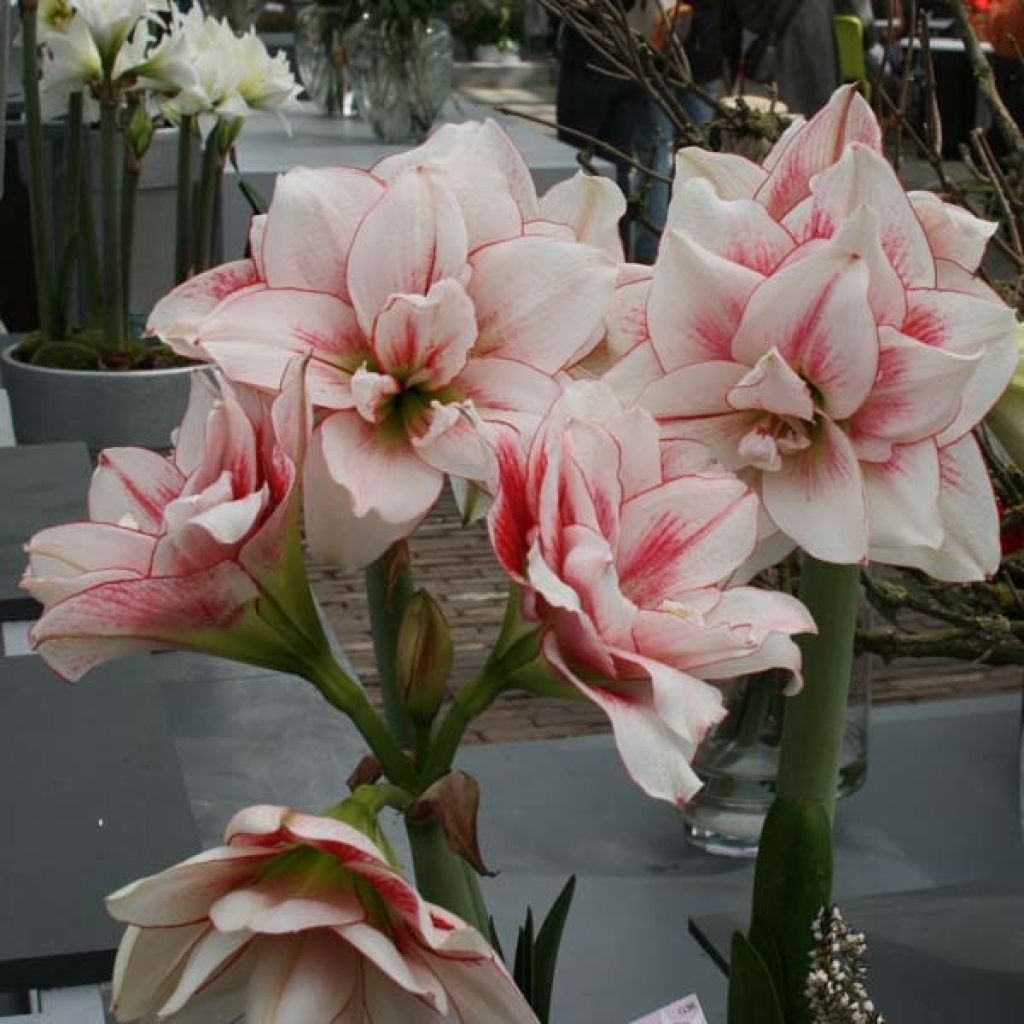 Hippeastrum Elvas - Amaryllis