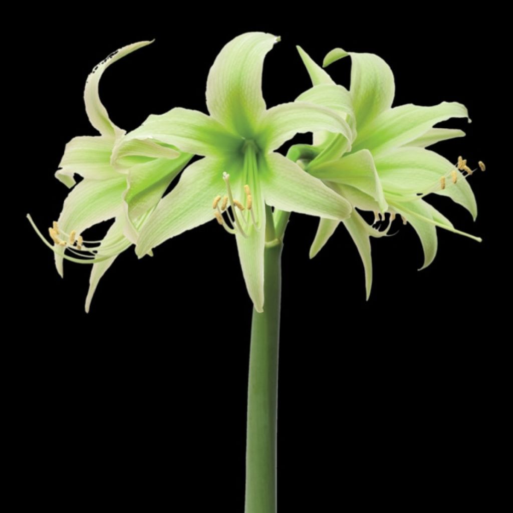 Hippeastrum Evergreen - Amaryllis