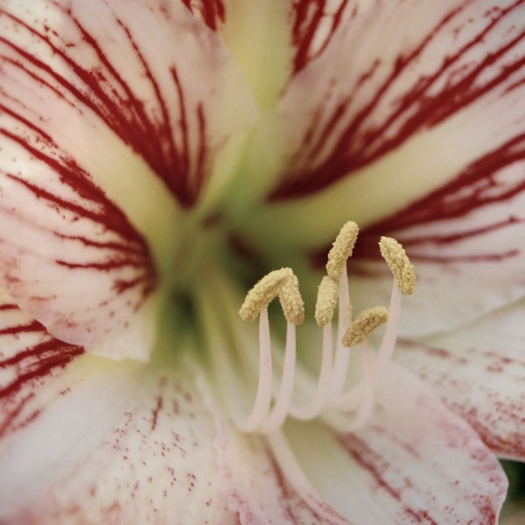 Hippeastrum Hurricane - Amaryllis