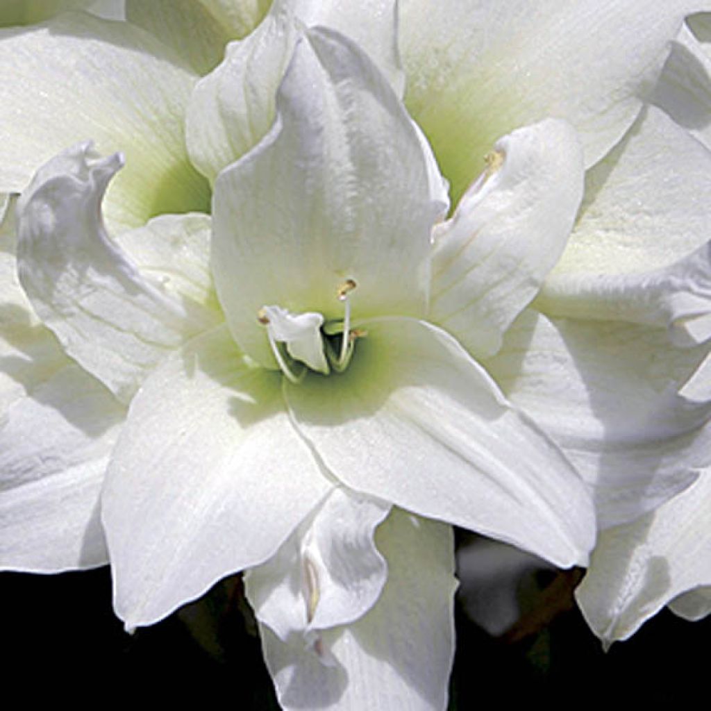 Hippeastrum Ice Queen - Amaryllis