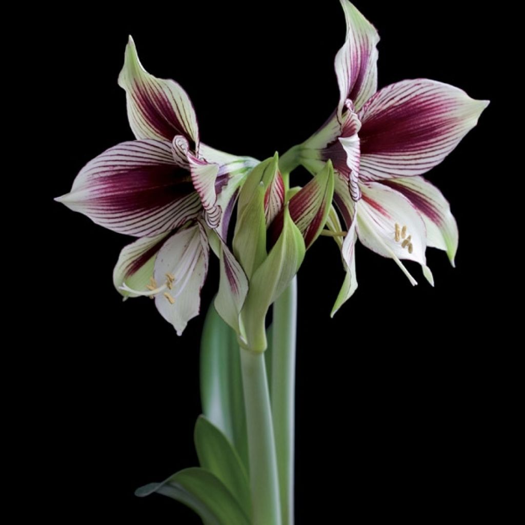 Hippeastrum Papilio - Amaryllis