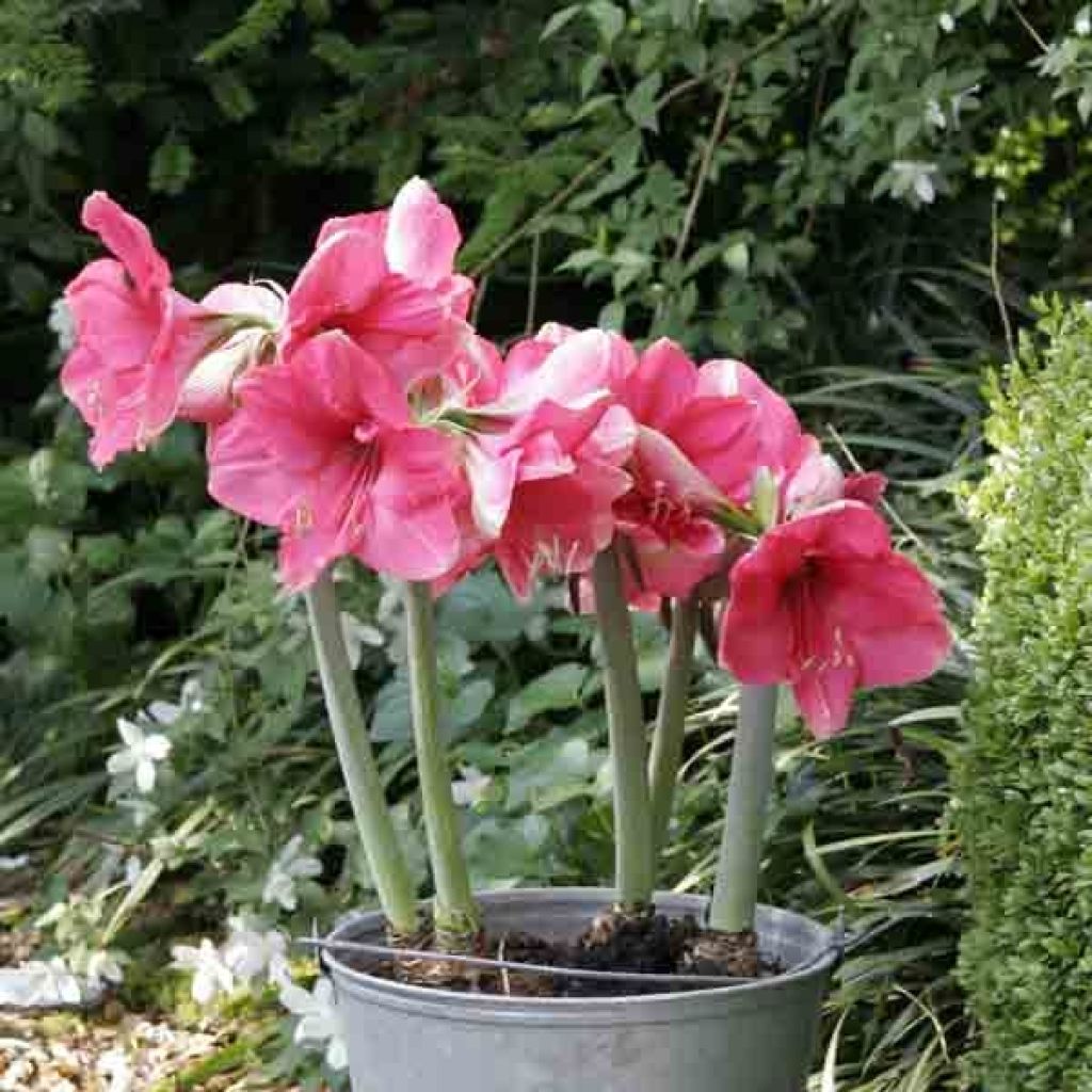 Hippeastrum Pink Surprise - Amaryllis