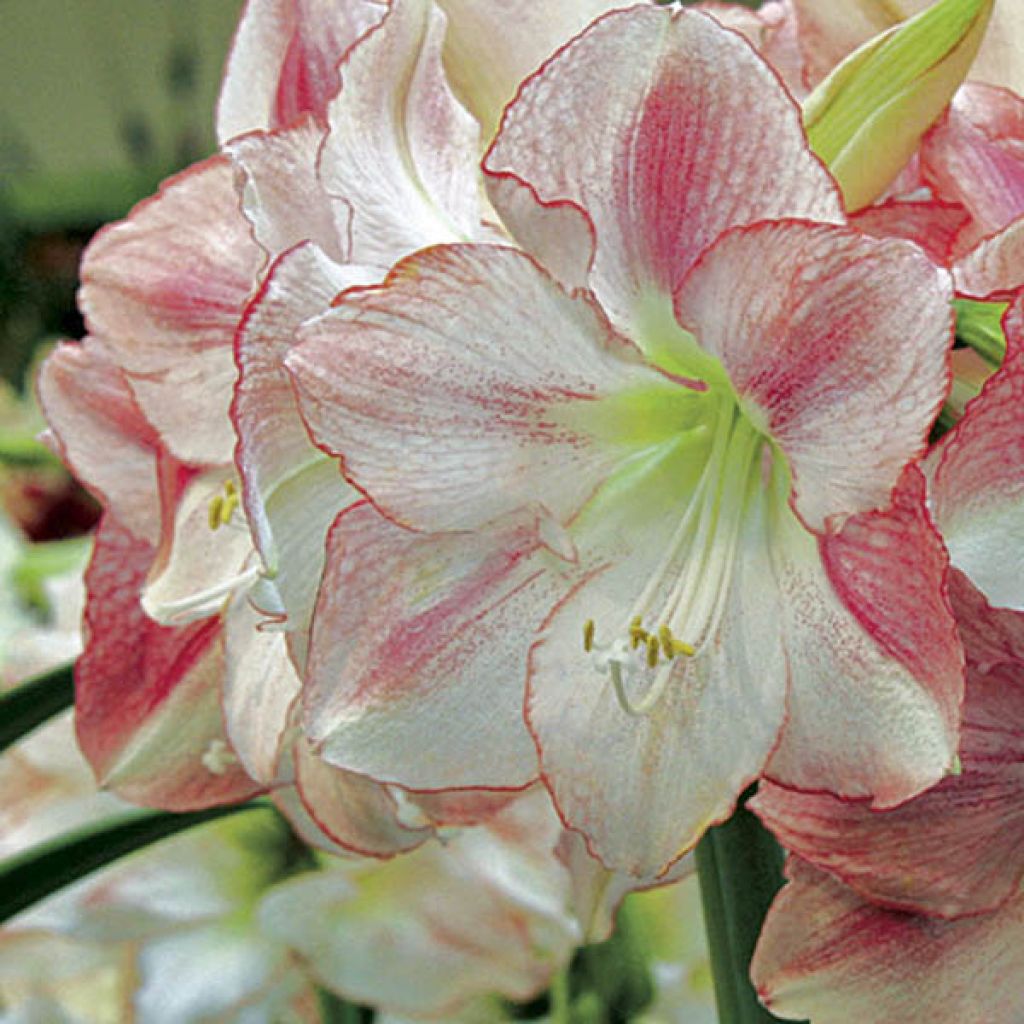 Hippeastrum  San Remo