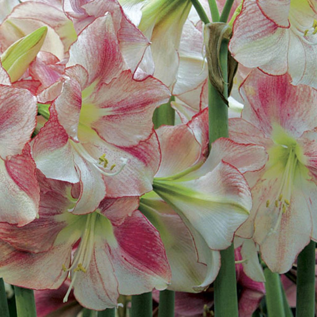 Hippeastrum  San Remo