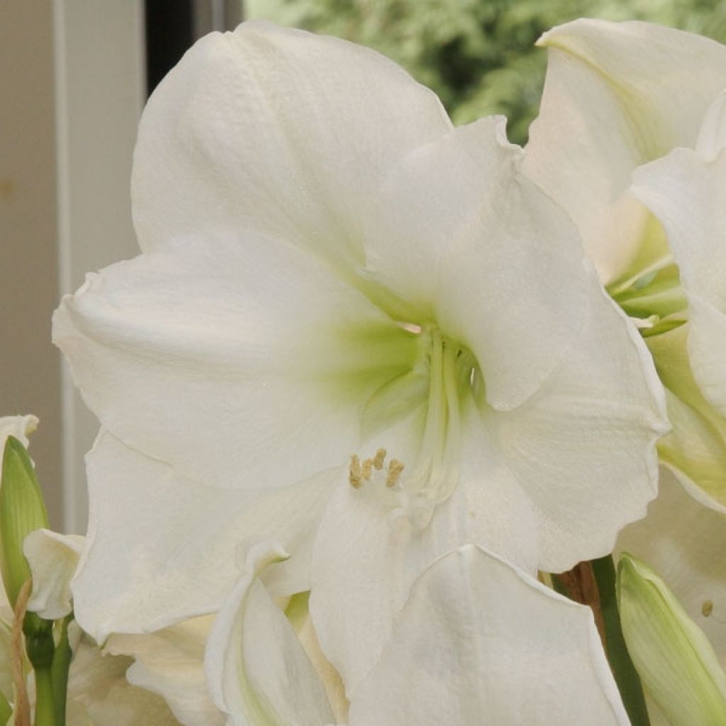 Hippeastrum Christmas Gift - Amaryllis